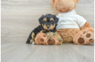 Fluffy Yorkie Poo Poodle Mix Pup