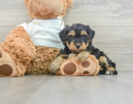 6 week old Yorkie Poo Puppy For Sale - Windy City Pups