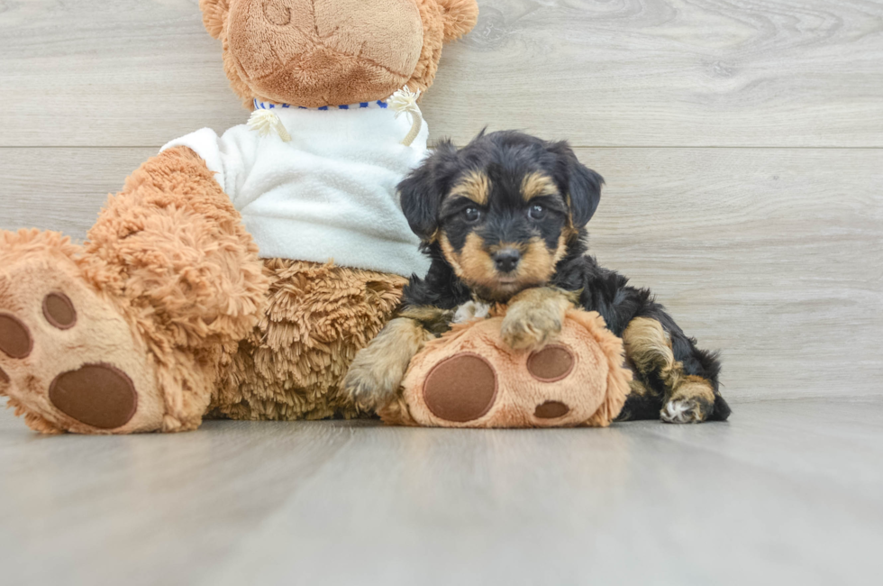 7 week old Yorkie Poo Puppy For Sale - Windy City Pups