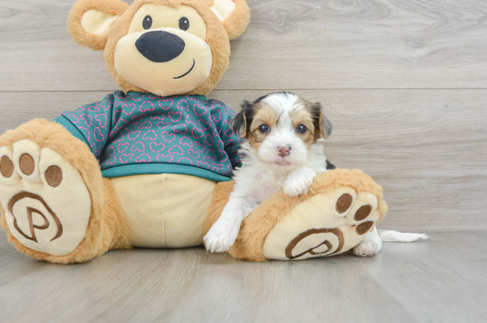 7 week old Yorkie Poo Puppy For Sale - Windy City Pups