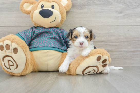 Yorkie Poo Pup Being Cute