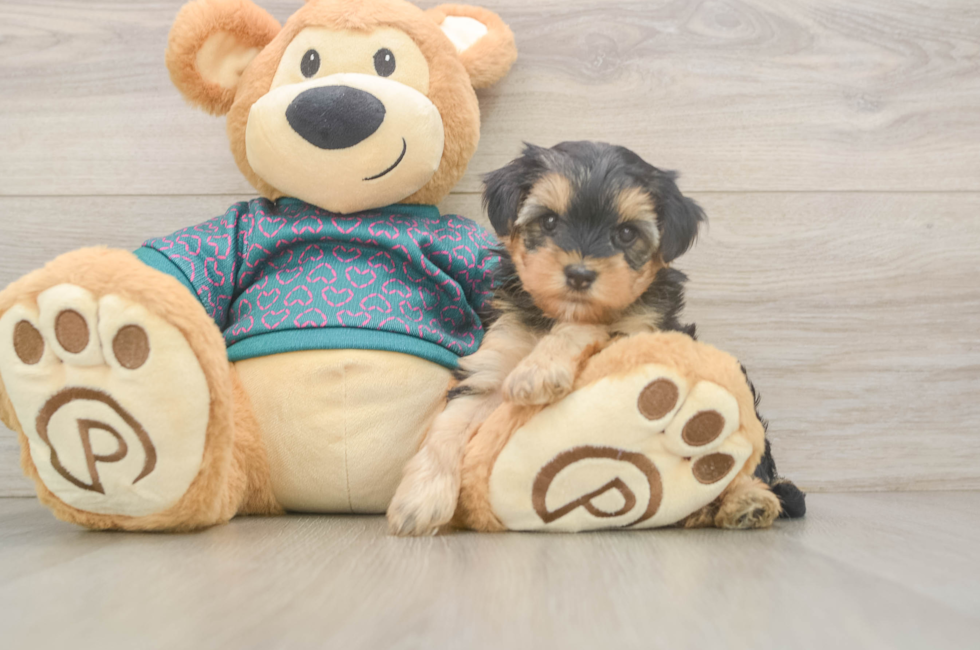 5 week old Yorkie Poo Puppy For Sale - Windy City Pups