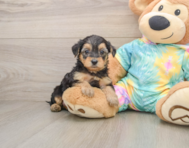 8 week old Yorkie Poo Puppy For Sale - Windy City Pups