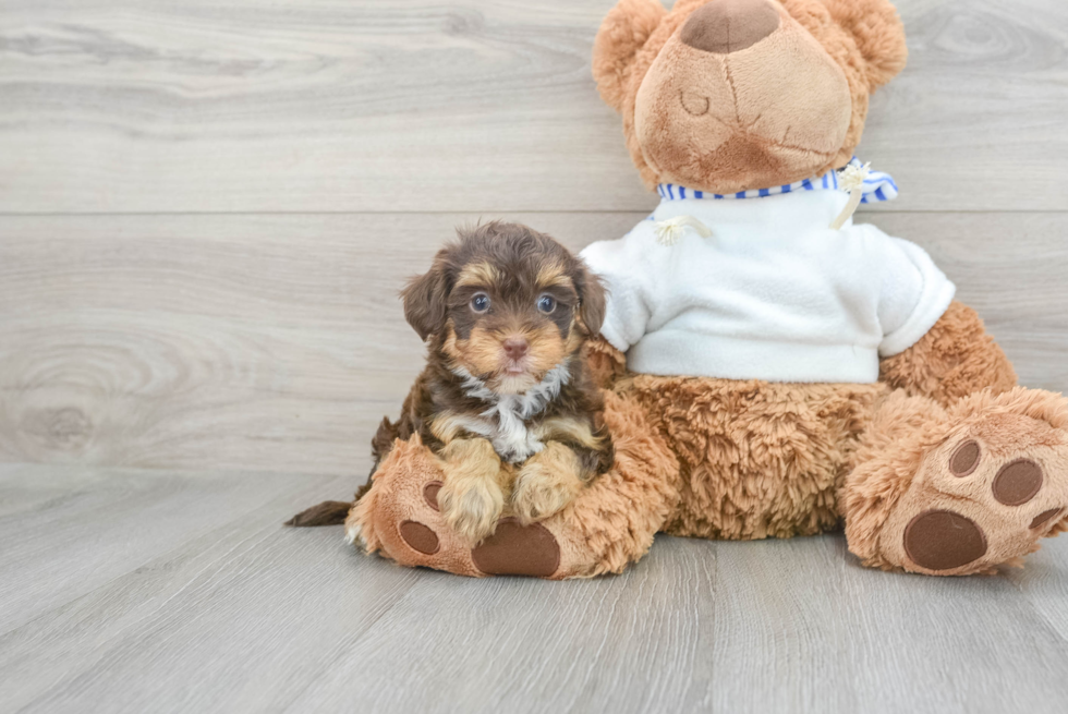 Yorkie Poo Puppy for Adoption