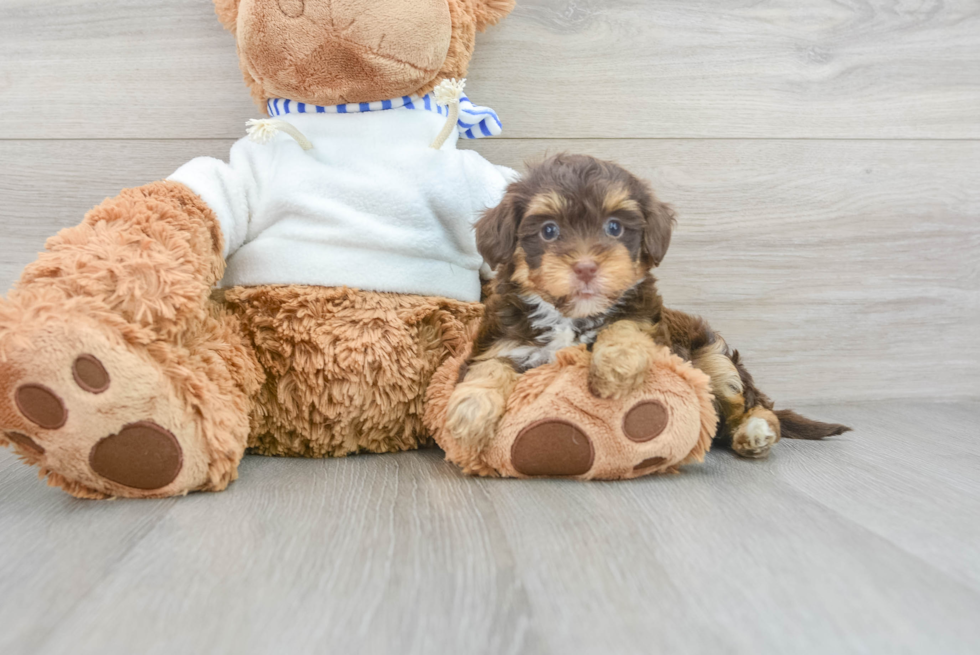 Hypoallergenic Yorkie Doodle Poodle Mix Puppy