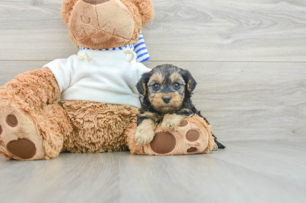 7 week old Yorkie Poo Puppy For Sale - Windy City Pups