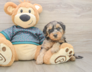 7 week old Yorkie Poo Puppy For Sale - Windy City Pups