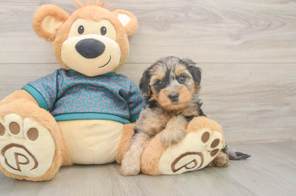 5 week old Yorkie Poo Puppy For Sale - Windy City Pups