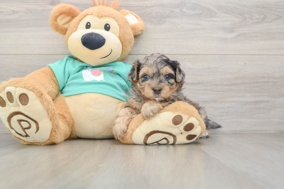 Happy Yorkie Poo Baby