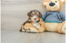 Playful Yo Yo Poo Poodle Mix Puppy
