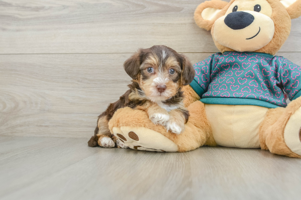 Playful Yo Yo Poo Poodle Mix Puppy