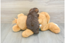 Yorkie Poo Puppy for Adoption
