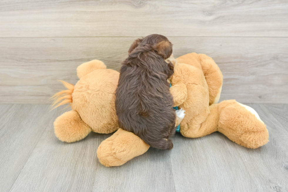 Yorkie Poo Puppy for Adoption