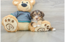 Hypoallergenic Yorkie Doodle Poodle Mix Puppy