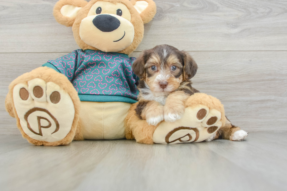 Hypoallergenic Yorkie Doodle Poodle Mix Puppy