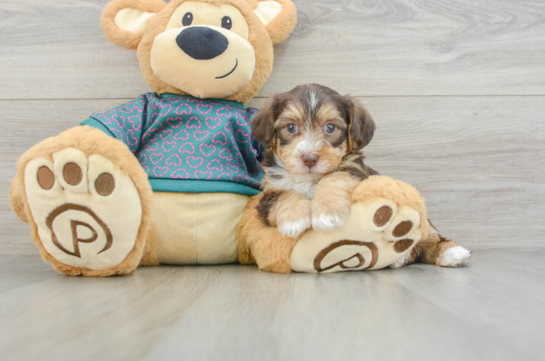 Hypoallergenic Yorkie Doodle Poodle Mix Puppy