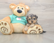 7 week old Yorkie Poo Puppy For Sale - Windy City Pups