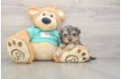 Yorkie Poo Pup Being Cute