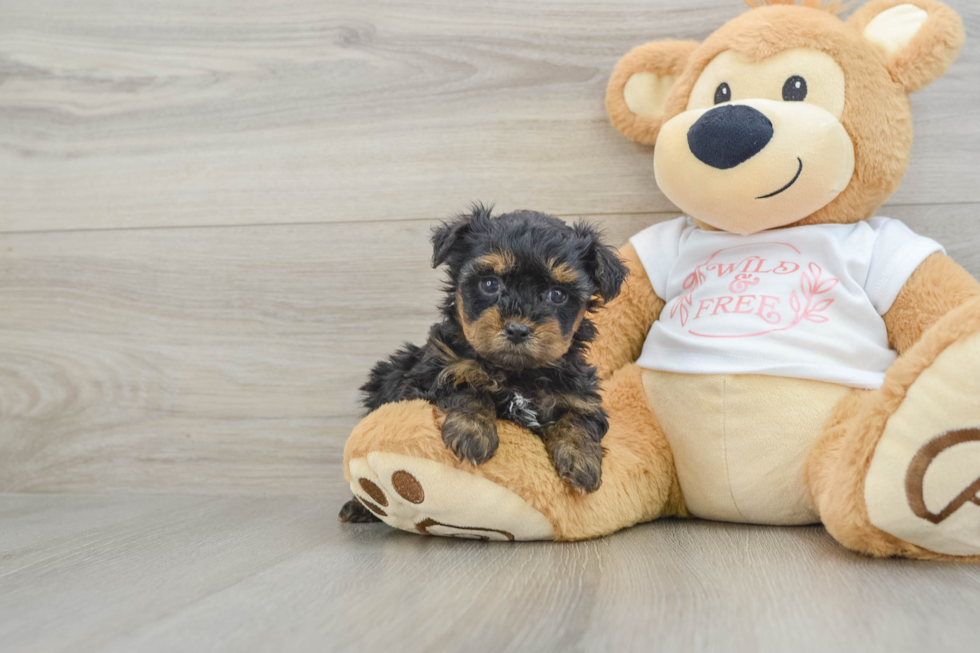 Energetic Yorkipoo Poodle Mix Puppy
