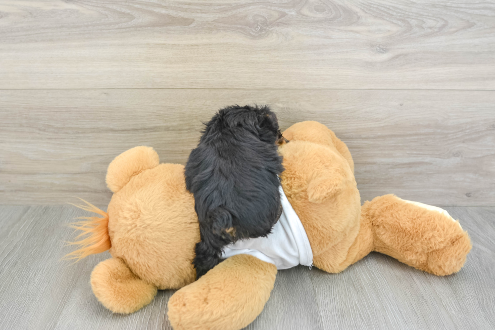 Best Yorkie Poo Baby
