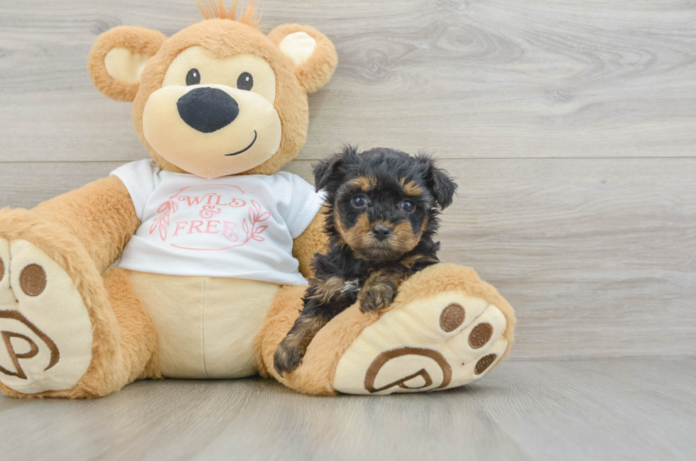 5 week old Yorkie Poo Puppy For Sale - Windy City Pups