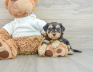 7 week old Yorkie Poo Puppy For Sale - Windy City Pups