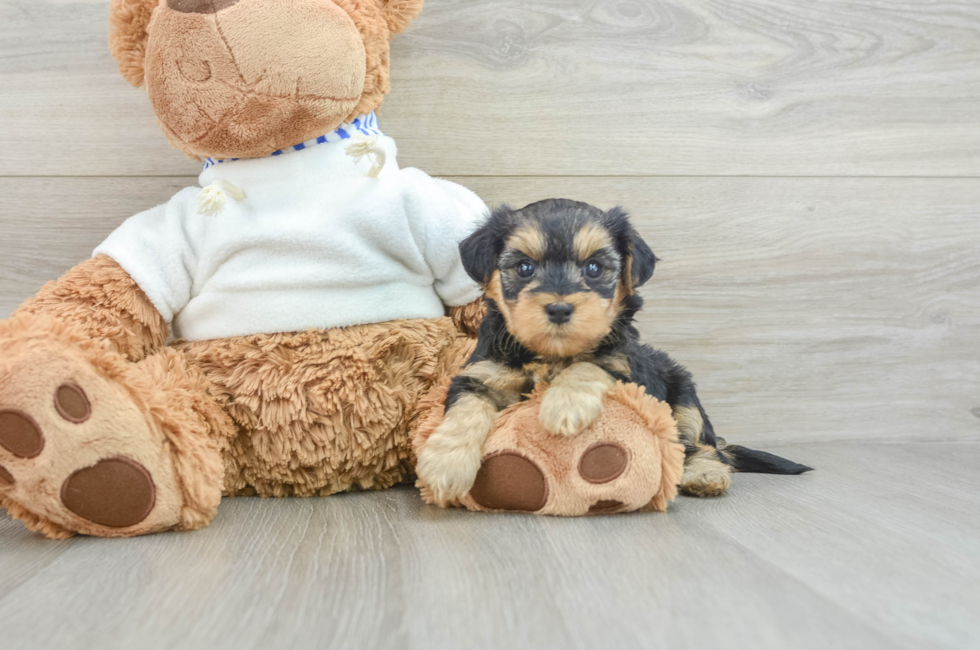 7 week old Yorkie Poo Puppy For Sale - Windy City Pups