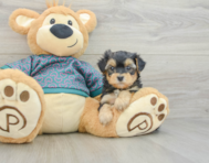 5 week old Yorkie Poo Puppy For Sale - Windy City Pups