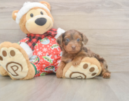 7 week old Yorkie Poo Puppy For Sale - Windy City Pups