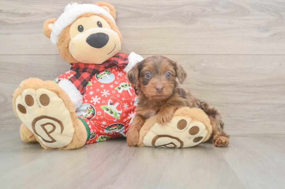 5 week old Yorkie Poo Puppy For Sale - Windy City Pups
