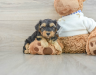 6 week old Yorkie Poo Puppy For Sale - Windy City Pups