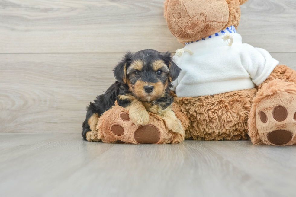 Yorkie Poo Pup Being Cute