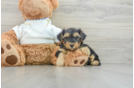 Adorable Yorkiedoodle Poodle Mix Puppy