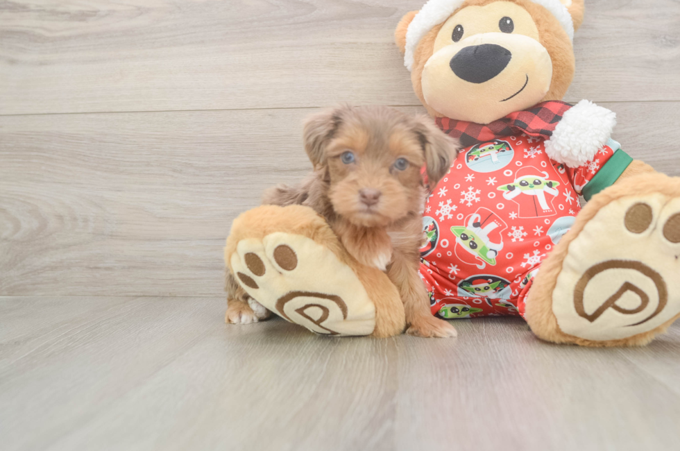 5 week old Yorkie Poo Puppy For Sale - Windy City Pups