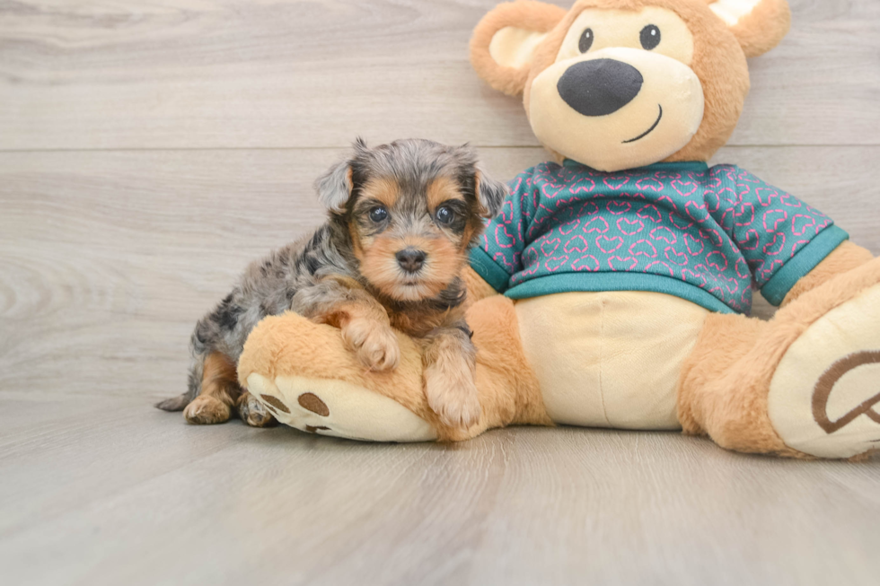 Smart Yorkie Poo Poodle Mix Pup