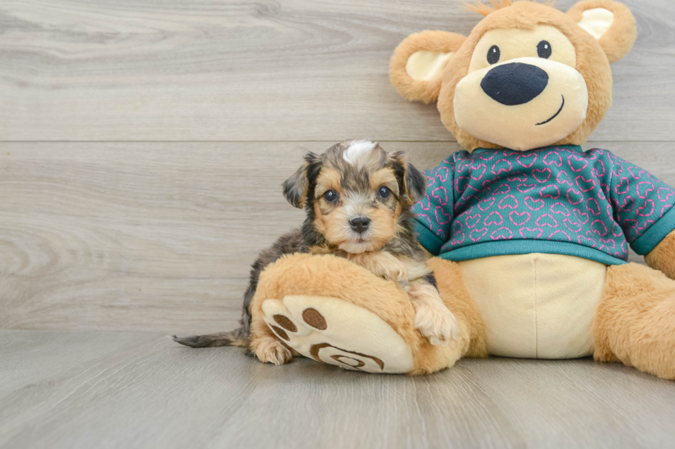 Fluffy Yorkie Poo Poodle Mix Pup