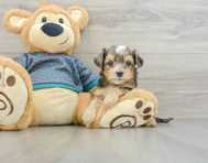 7 week old Yorkie Poo Puppy For Sale - Windy City Pups