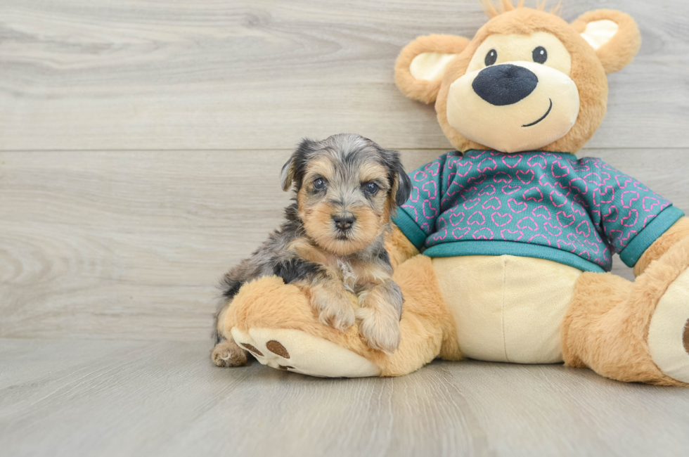 6 week old Yorkie Poo Puppy For Sale - Windy City Pups