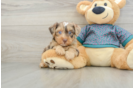 Cute Yorkie Poo Baby