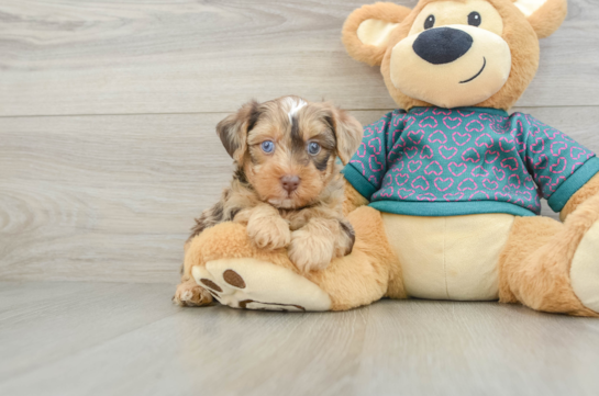 Cute Yorkie Poo Baby