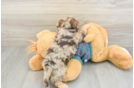 Yorkie Poo Puppy for Adoption