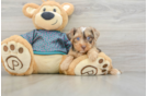 Yorkie Poo Puppy for Adoption