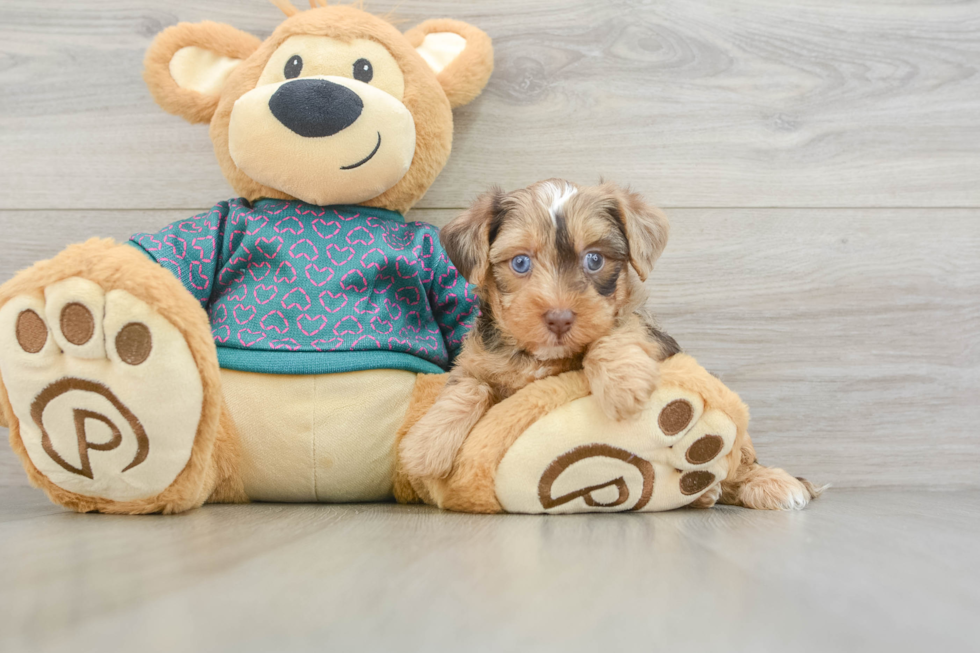 Yorkie Poo Puppy for Adoption