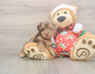 7 week old Yorkie Poo Puppy For Sale - Windy City Pups