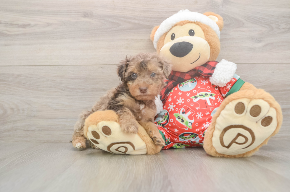 5 week old Yorkie Poo Puppy For Sale - Windy City Pups