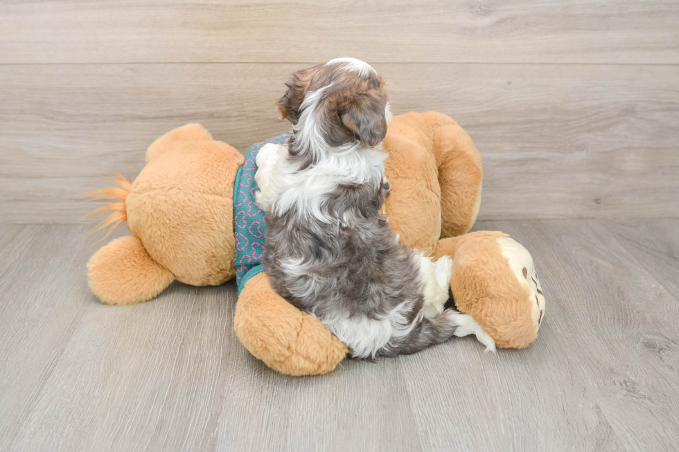 Sweet Yorkie Poo Baby