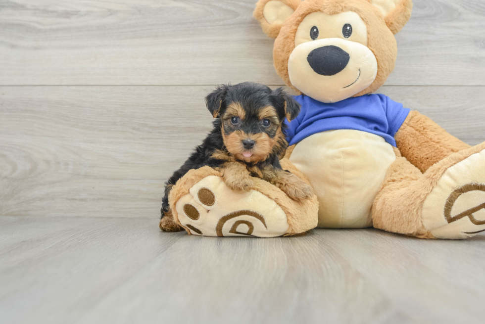 Yorkie Poo Pup Being Cute