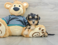 7 week old Yorkie Poo Puppy For Sale - Windy City Pups