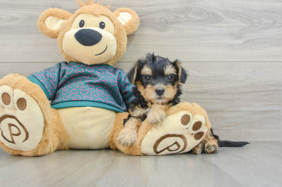 7 week old Yorkie Poo Puppy For Sale - Windy City Pups