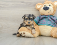 5 week old Yorkie Poo Puppy For Sale - Windy City Pups